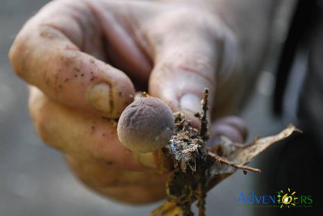 Hongos de Puerto Rico - Puerto Rico Fungi -  See them with a Certified Tour Guide