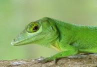Endemic green lizard.  Photo by Hilda Morales.