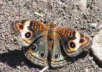 Junonia genoveva neildi, Tropical Buckeye