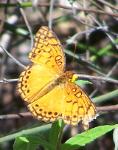 Euptoieta hegesia watsoni, Mexican Fritillary, sub-species of Puerto Rico
