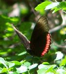 Biblis byperia byperia, The Red Rim - Gu�nica
