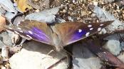 Florida Purplewing - Gu�nica