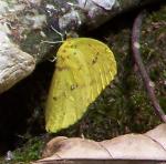 Puerto Rican Yellow, Eurema portoricensis - Maricao