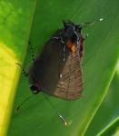 Fulvous Hairstreak - Photo by Hilda Morales